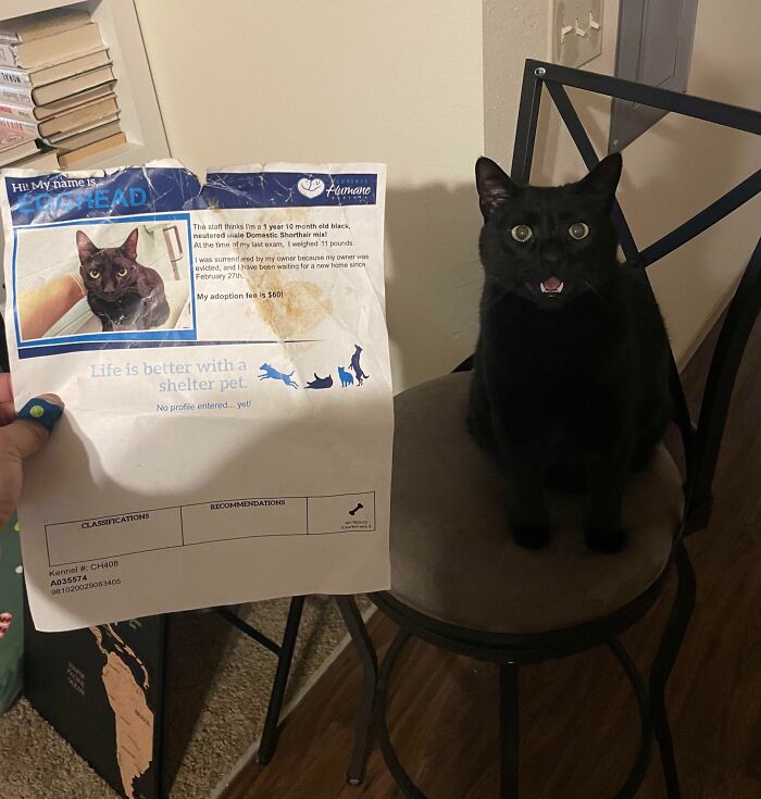 Hoy le di la noticia a Loki de que fue adoptado, y solía llamarse Cabeza de Huevo. Todavía está en shock