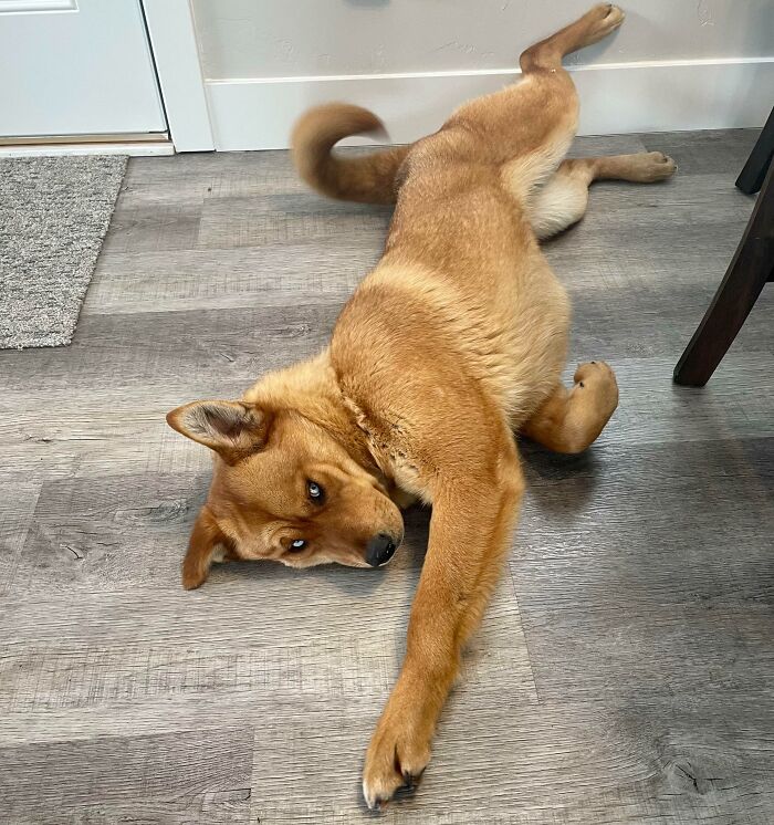 Unos días después de adoptarla, ¡creo que está muy cómoda aquí!