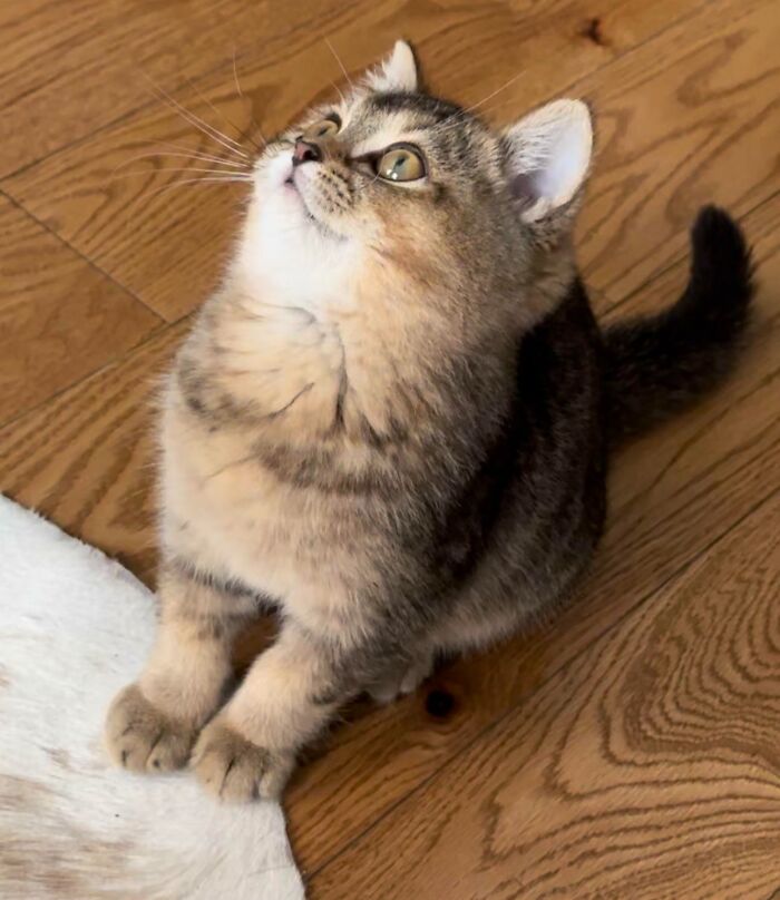 Acabo de adoptar a este tontorrón. Conoced a Ralph