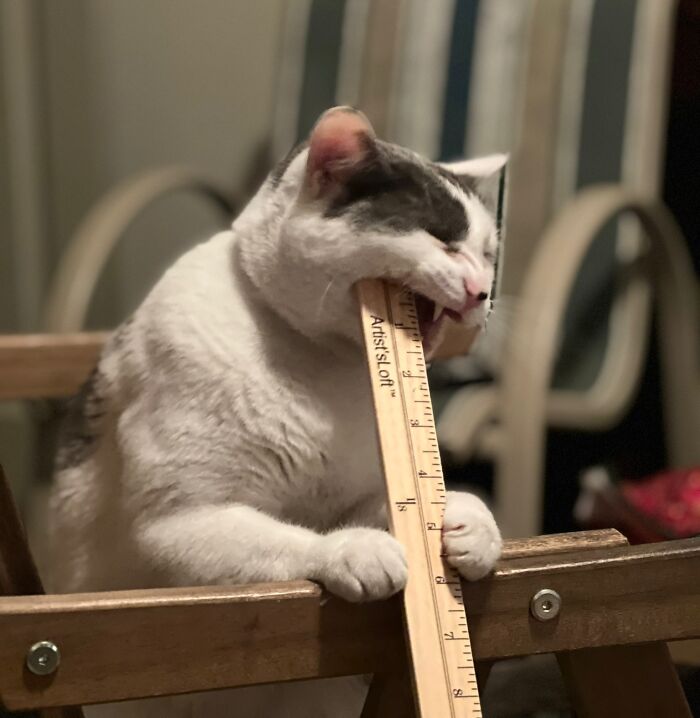 Acabo de rescatar a un gato adulto. ¿Este comportamiento es normal en ex gatos callejeros? Le encantan los palos, varillas, reglas y cualquier cosa larga y recta. Lo amo y a todas sus rarezas