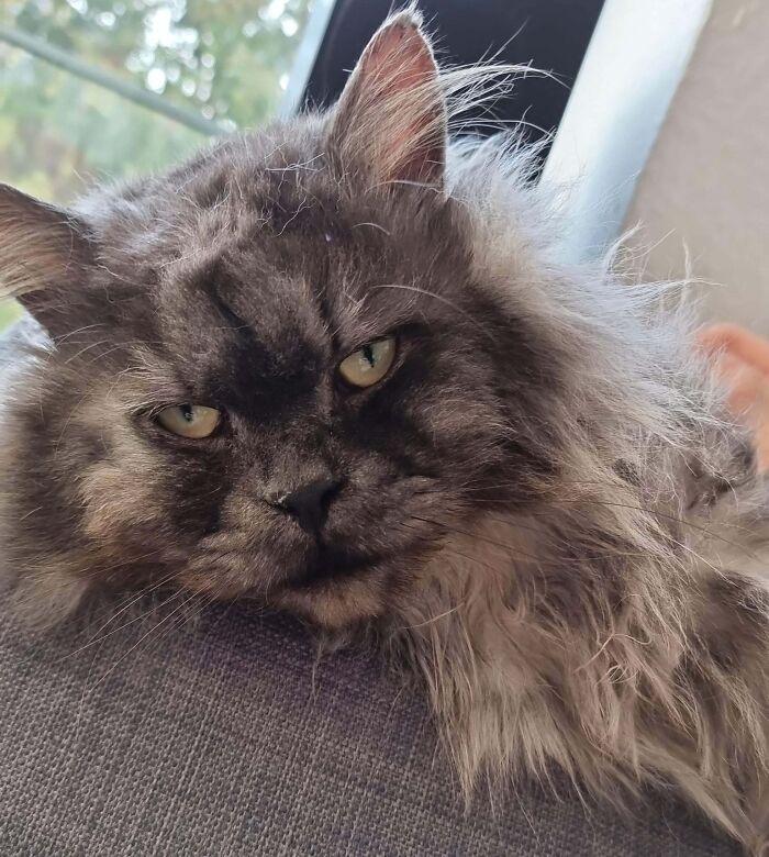 Lo adopté de un refugio como un gato enérgico y travieso, lo tengo ahora desde hace 2 días y básicamente sólo se acurruca y duerme