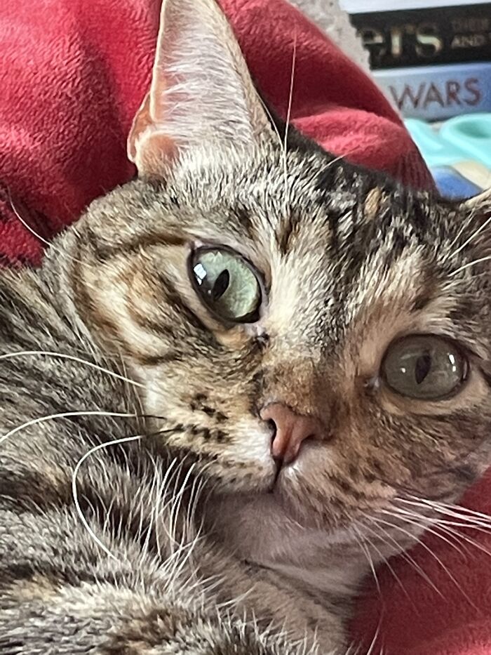  Esta no es una casa de campo, solo es mi gato