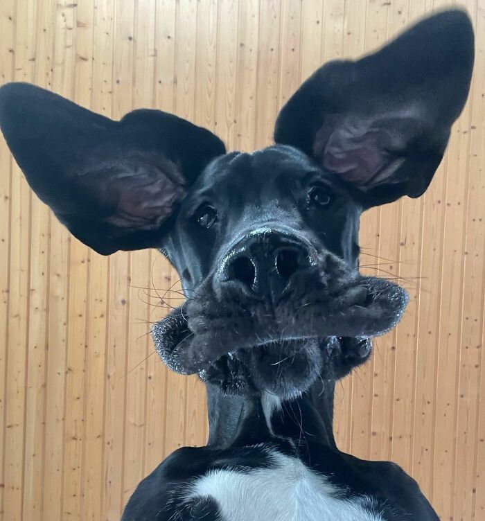 Ese molesto momento en el que te haces un selfie y tus orejas parecen perfectas pero tu cara tiene un aspecto horrible