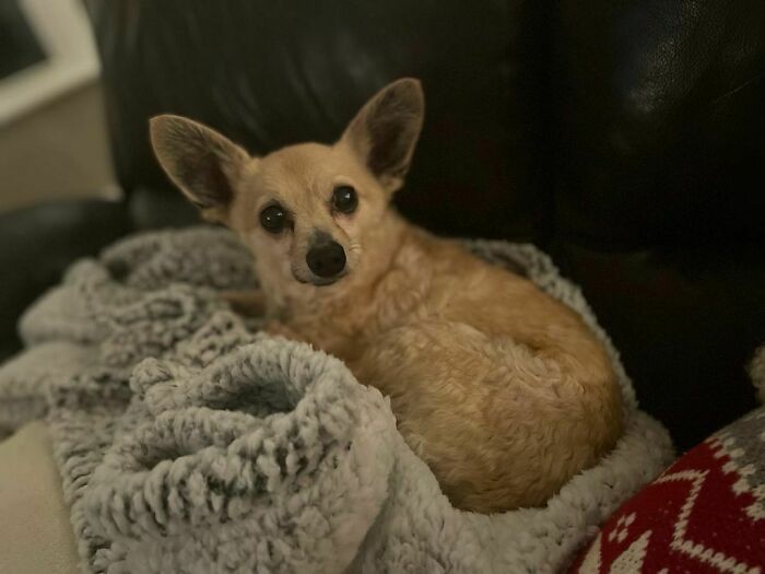 No pongo suficientes fotos de mi perro. Este chucho es mi relación más duradera. 12 Años de amor y orejas muy grandes