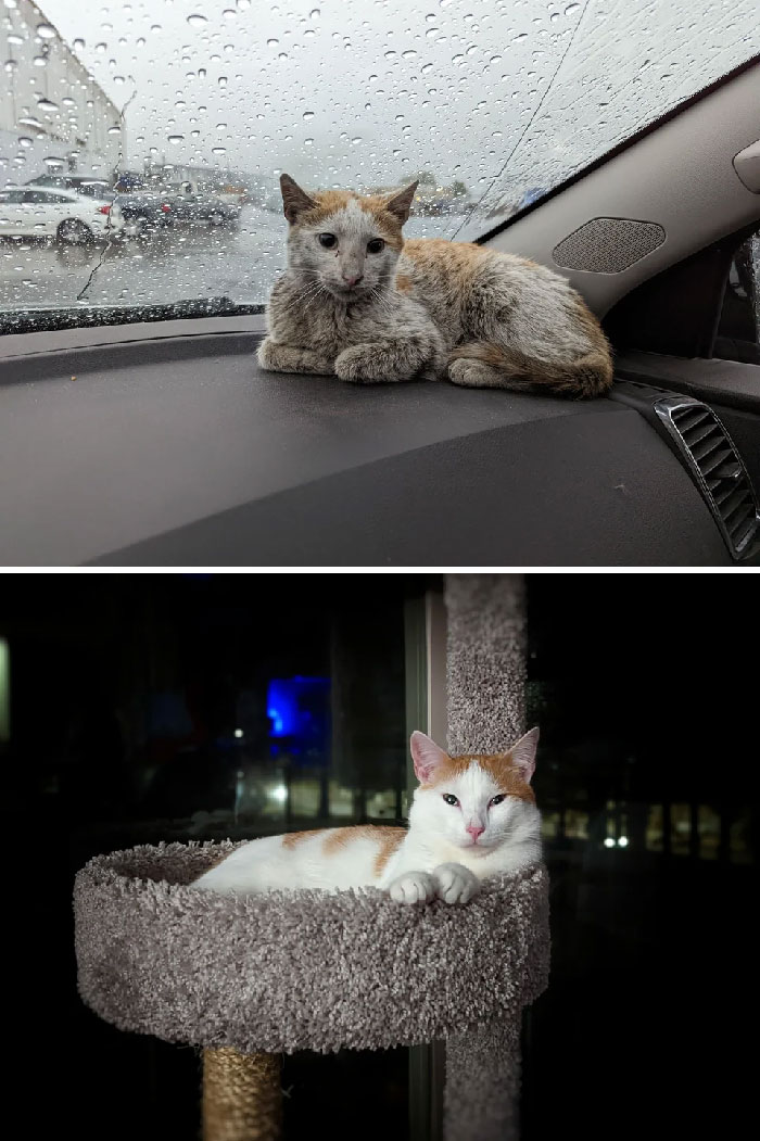 Encontré a este gatito de 7 meses merodeando por mi tienda el 31 de mayo. Es muy amigable con todos 