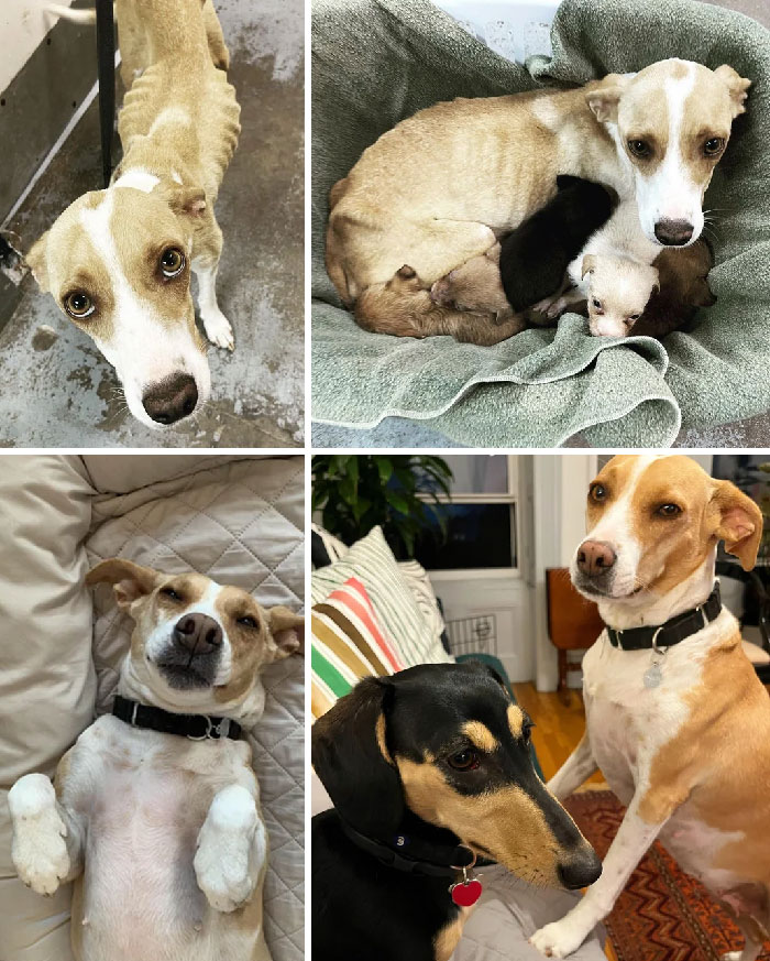 Un año después, Ronnie pasó de estar hambrienta, disparada con perdigones, y tener parásitos a ser nuestra querida, adorable, tontorrona, princesa. Nunca he tenido un perro más dulce