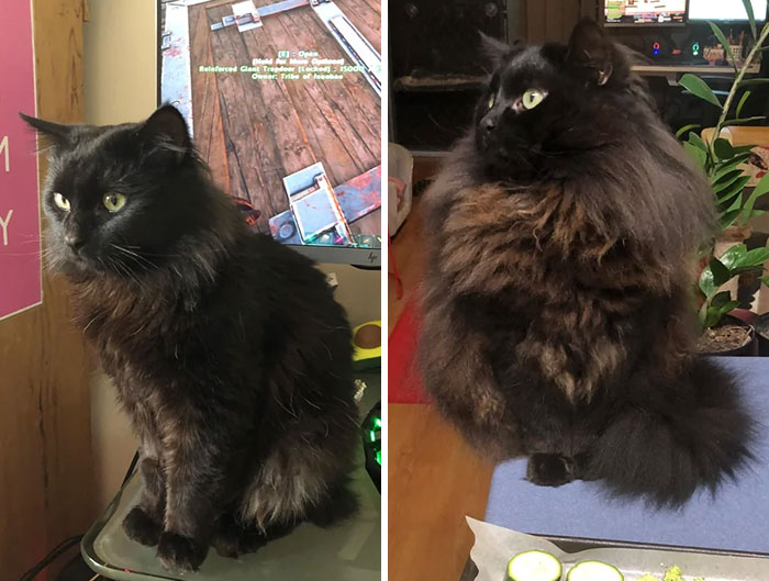 Chadwick, dos años después de su adopción y un crecimiento de pelo más tarde 