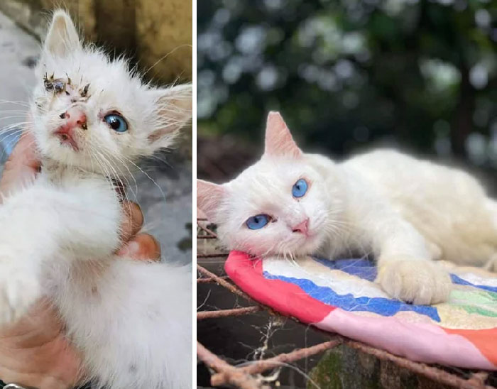 La gente ni la miraba cuando estaba en la calle hace 2 años. Ahora todos están asombrados por la belleza que tiene para ofrecer 
