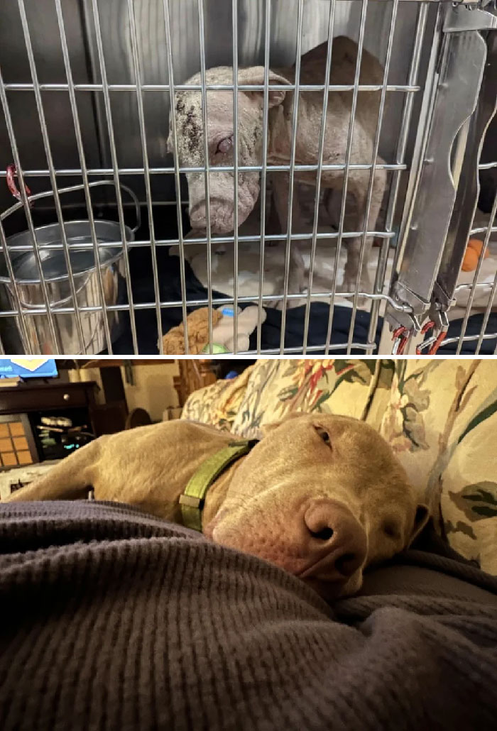 Bodhi cuando se le encontró como perro callejero frente a esta mañana, 8 semanas después