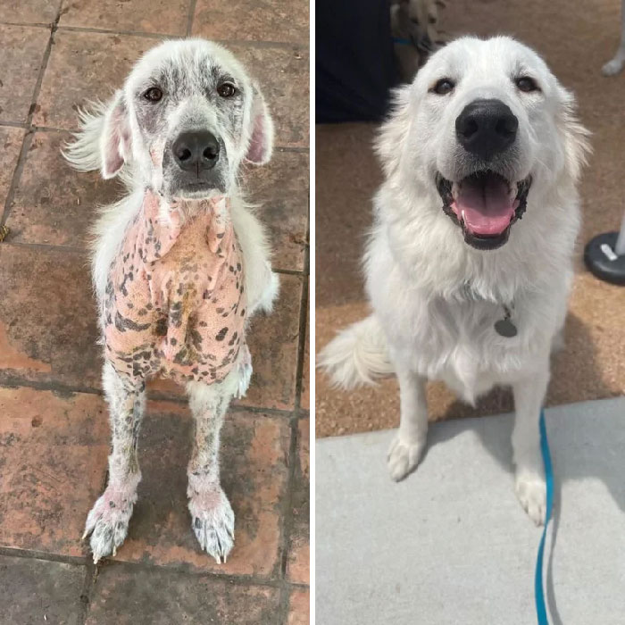Kodiak, antes y después