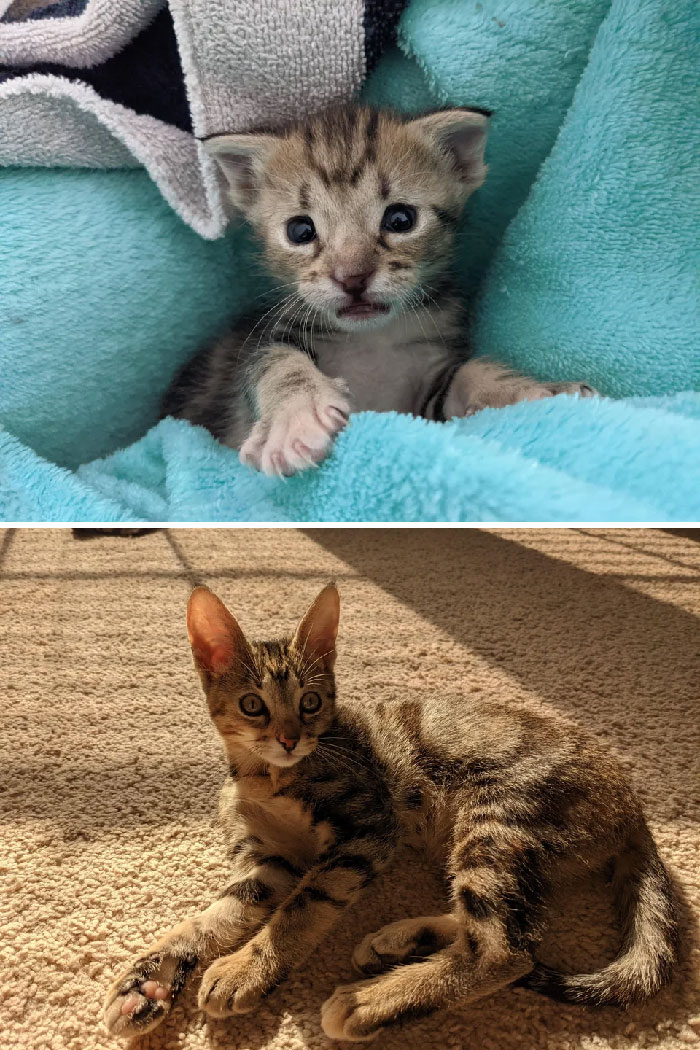 Hace un año encontré a esta gatita en medio del estacionamiento de mi trabajo. ¡Miren cómo ha crecido Xena! 