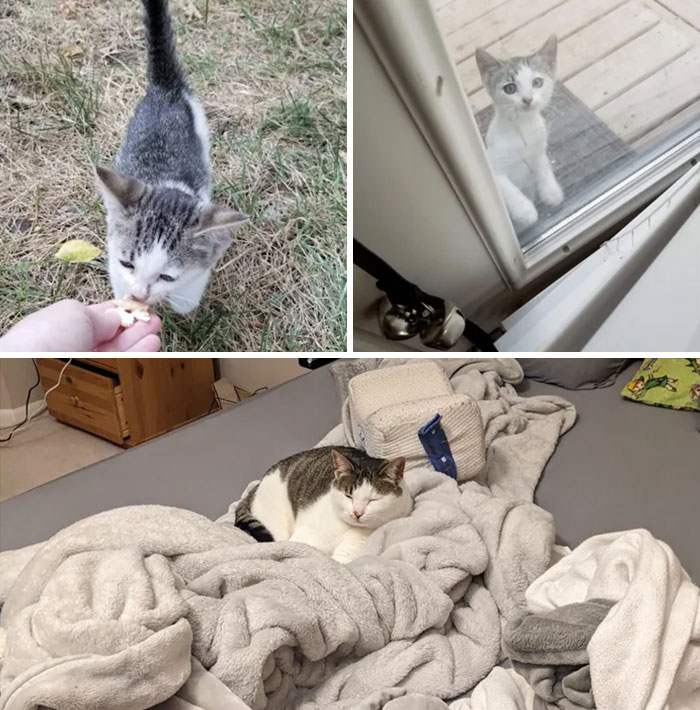 Hace cinco años le di de comer a un gatito callejero y me siguió a casa 