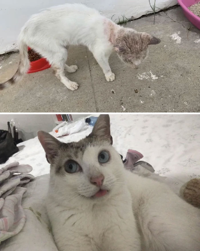 Este es Doutor antes y después de ser adoptado 