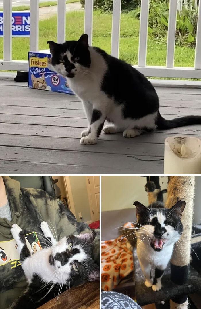 Hank era un gato callejero que estaba infectado por un parásito. Después de tres años, es mi compañero de oficina 