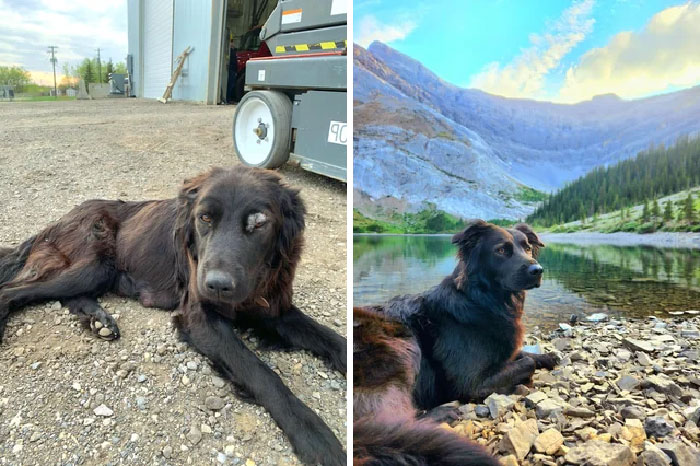 La transformación de Jess, era una callejera cuando la encontramos. Los veterinarios dijeron que tenía una semana de vida. Mayo 2021 vs. Agosto 2022