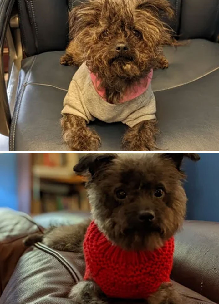 Adoptamos a Luna la semana pasada y ella tenía su primera cita de peluquería hoy. No estoy seguro de que me hayan devuelto el mismo perro