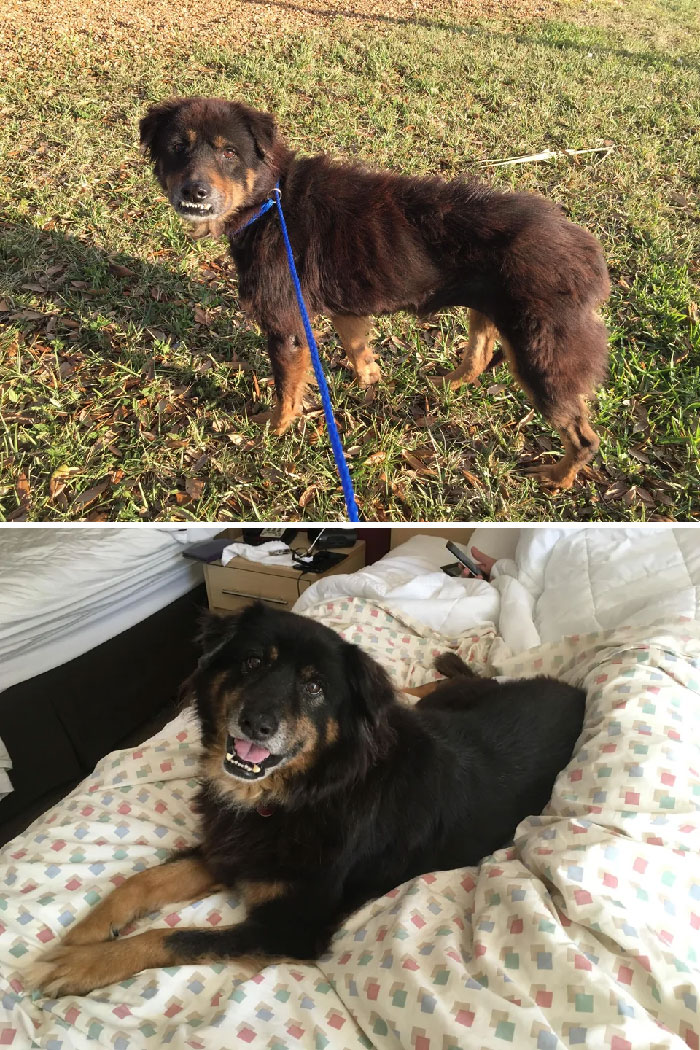 Millie. El refugio pensó que era una anciana debido a sus dientes y a la condición de su cuerpo. Resulta que estaba hambrienta y había estado masticando piedras. Tenía un problema de vejiga, pero una vez que lo solucionamos se puso gorda y feliz y encontró un hogar para siempre