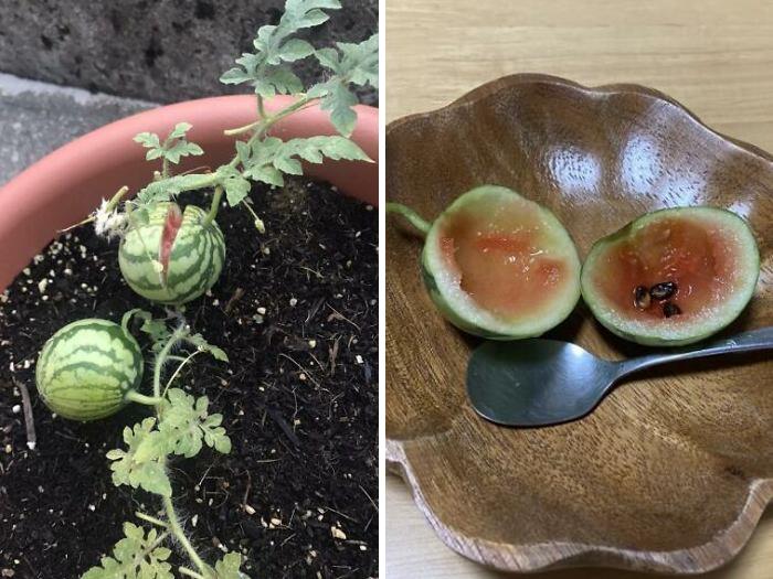 ¡Guardé semillas de sandía del año pasado y cultivé mis propias sandías!