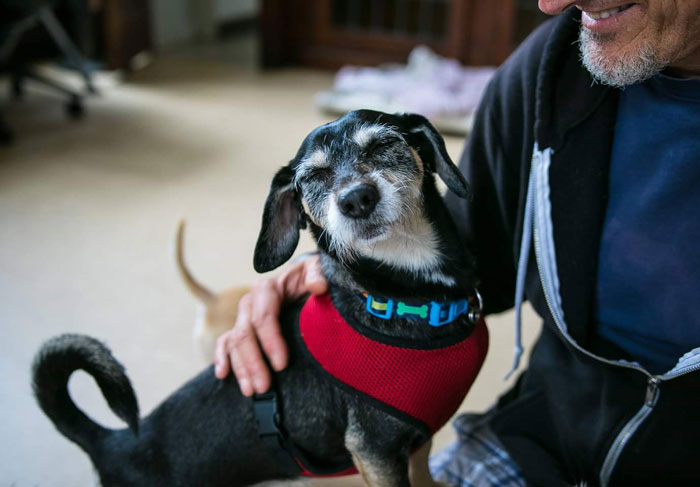 Los perros viejos también pueden ser bonitos. Un refugio de mi ciudad se especializa en perros ancianos