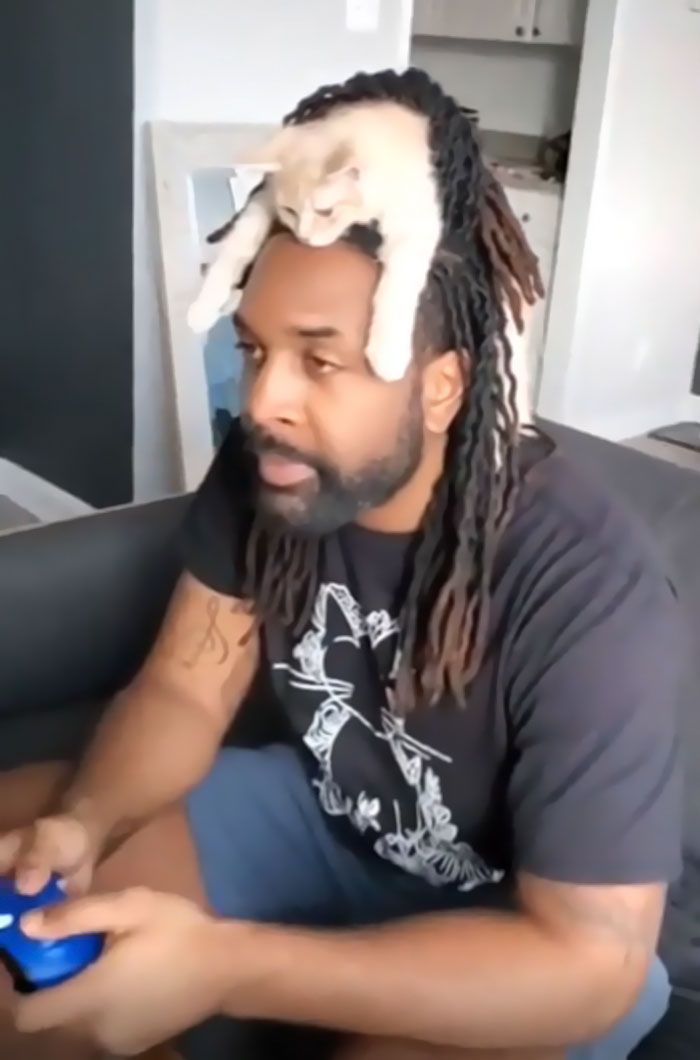 Gato en el pelo 