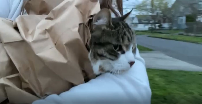 Le gusta que lo lleven en una bolsa de papel por la casa, así que pensé en probar afuera. No intentó saltar y se relajó, disfrutando de las vistas. Me he convertido en esa excéntrica vecina que pasea por la calle con su gato en una bolsa de papel 