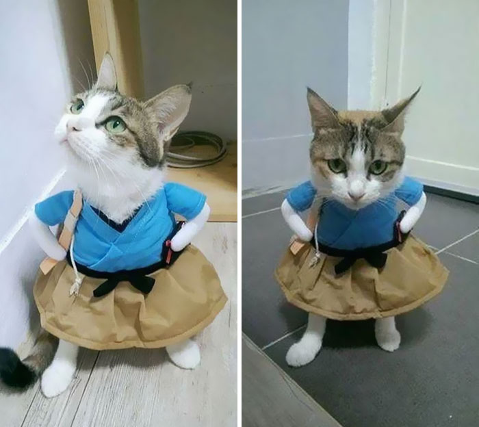 Humano, ¿por qué haces esto? 