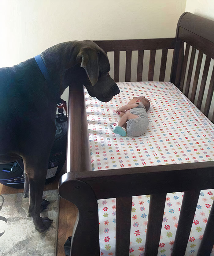 Qué perro tan increíble