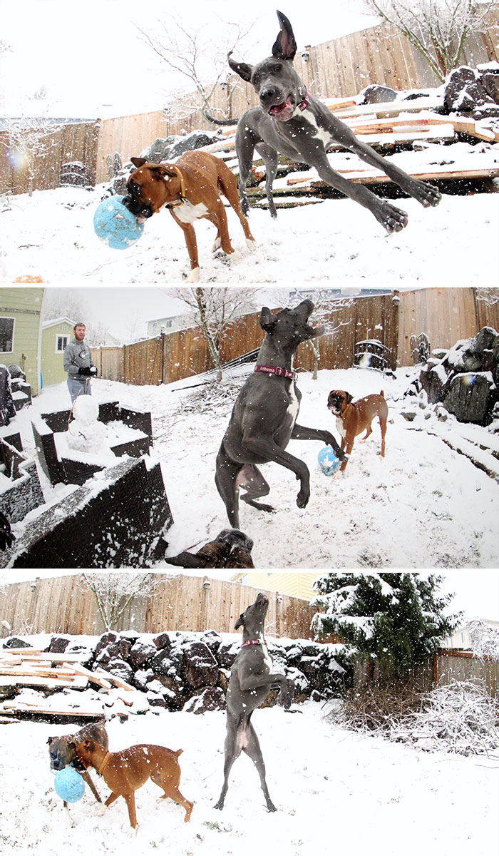 Para todo aquel que no encuentre razones para sonreír en este apocalipsis de nieve de Seattle, os traigo a Cody (Boxer) y Athena (Gran Danés) mostrando cómo disfrutar verdaderamente de un día de nieve