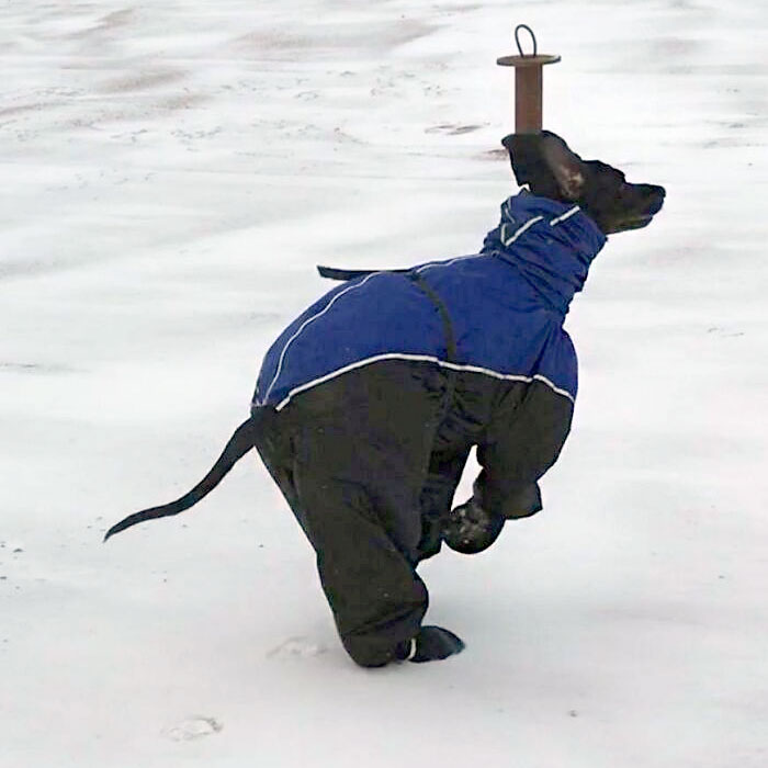 Mi gran danés en traje de nieve: no puedo parar de reírme de él