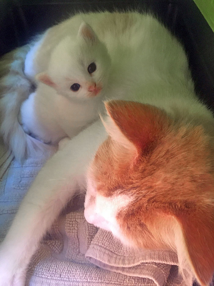 Esta gata a la que estamos acostumbrados a alimentar dio a luz hace unos días y hoy ha traído a este pequeñín a nuestra puerta 