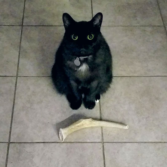 Mientras estén en el cocina mi gato les traerá cosas a cambio de bocadillos 