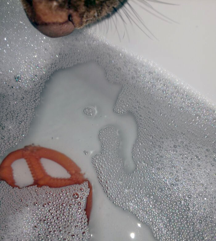 Mi perra me trajo su juguete favorito porque me escuchó llorar en el baño después de un día muy estresante en el trabajo 