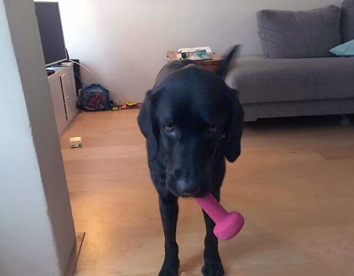 Mi perro me ha visto hacer ejercicio en casa muchas veces y me acaba de traer una de mis mancuernas 