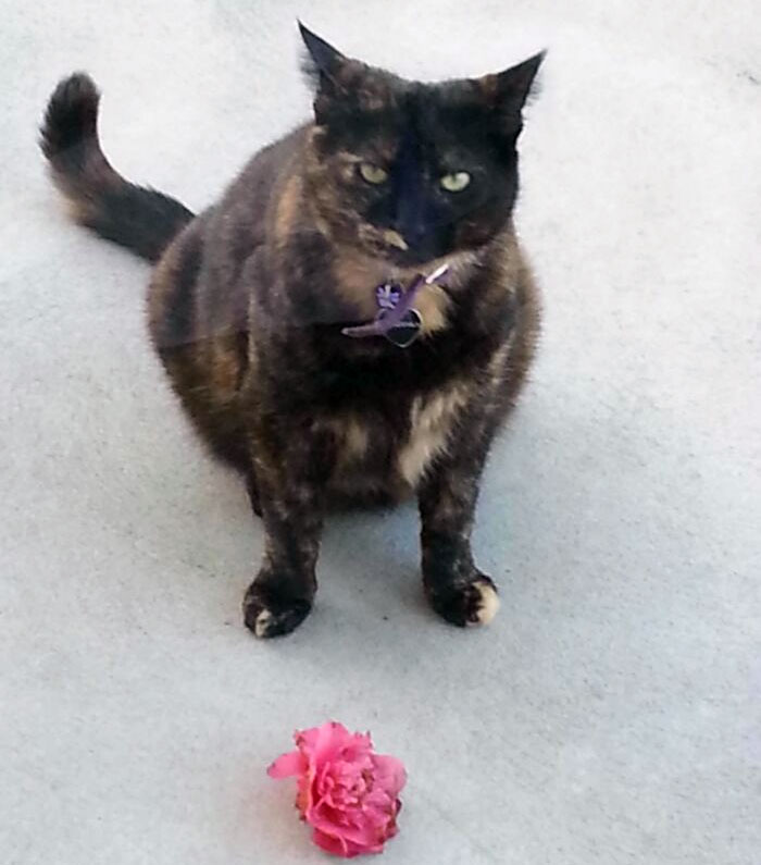 Les presento a Beast, que lleva siete años trayendo flores rosas 