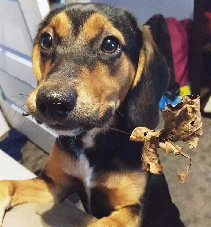Esta mañana, mi cachorro me trajo una hoja 