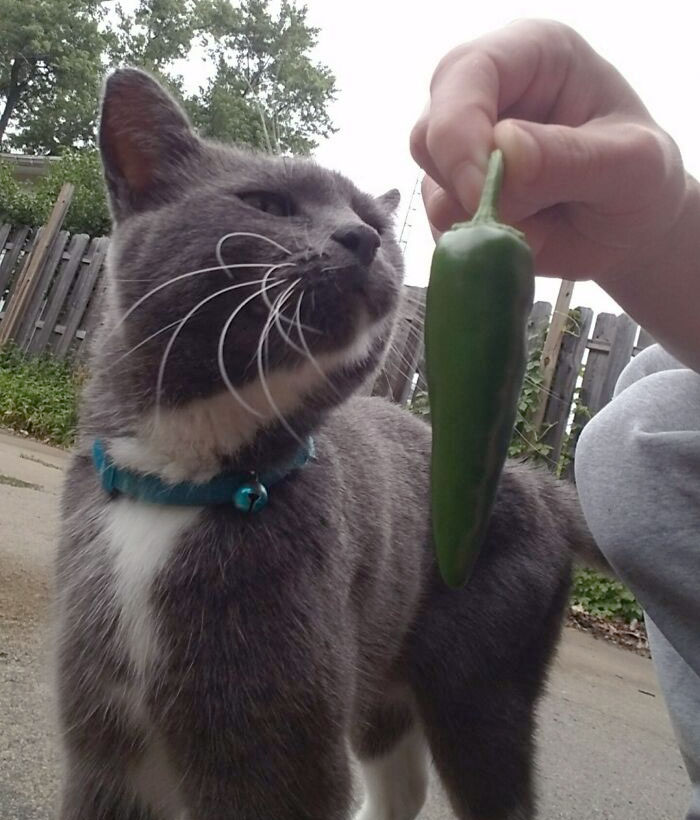 El gato del vecino me trae pimientos de mi jardín. Está tan orgulloso, buen gatito 