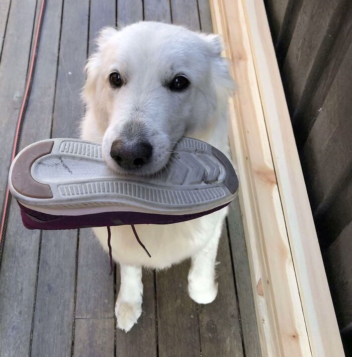 Mi perro siempre me trae un zapato cuando llego a casa 