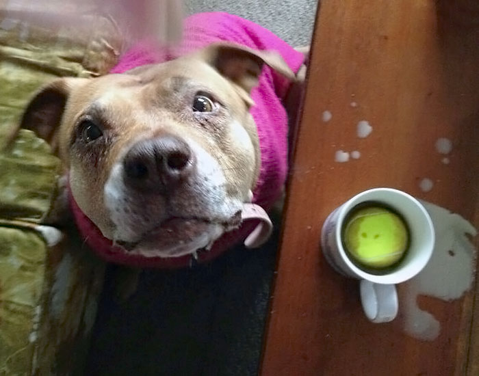 Lo mejor de despertarse es tener juguetes para perros en la taza