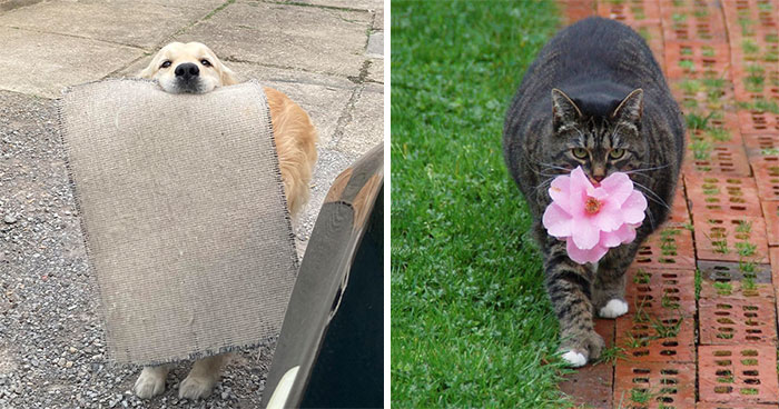 “Con amor, de tu mascota”: 40 Dueños recibiendo divertidos regalos de sus mascotas