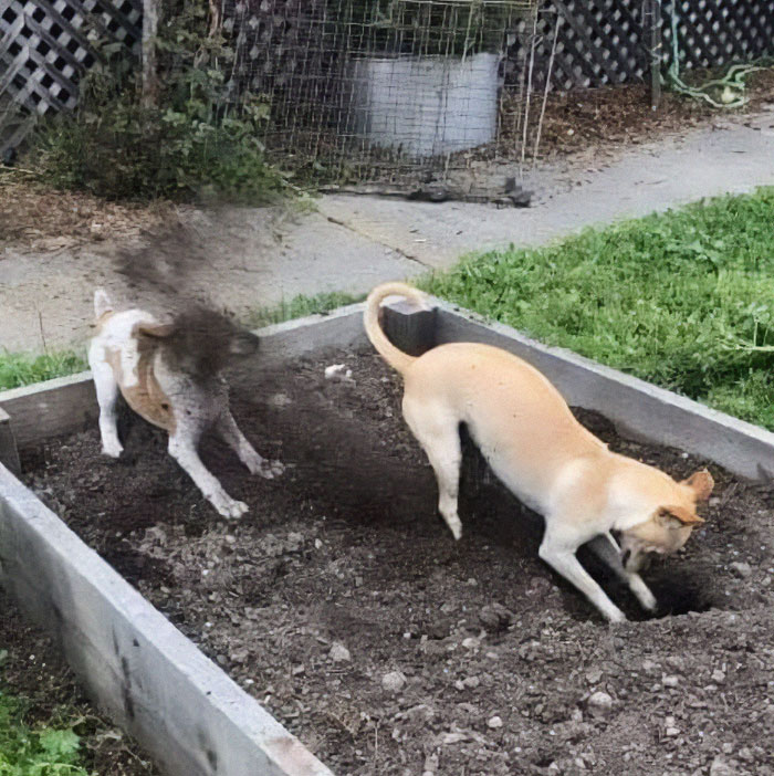 Ser perro en la vida real