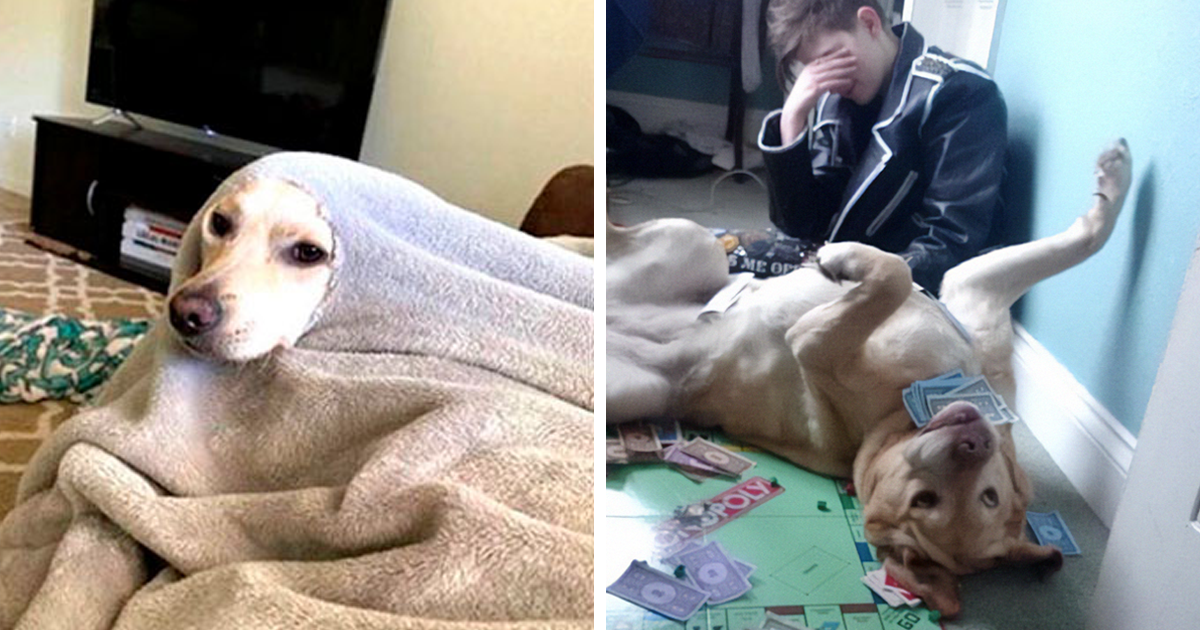 35 DivertidÃsimas publicaciones sobre perros que te harán sonreÃr (nuevas fotos)