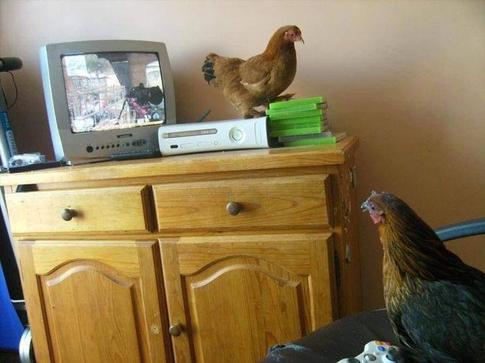 This Facebook Page Shares Random Pics That Are Hard To Explain, Here Are 50 Of The Funniest Ones