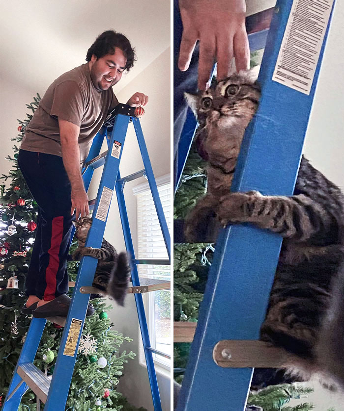 Mi gato experimentó las alturas por primera vez y se arrepintió al instante 