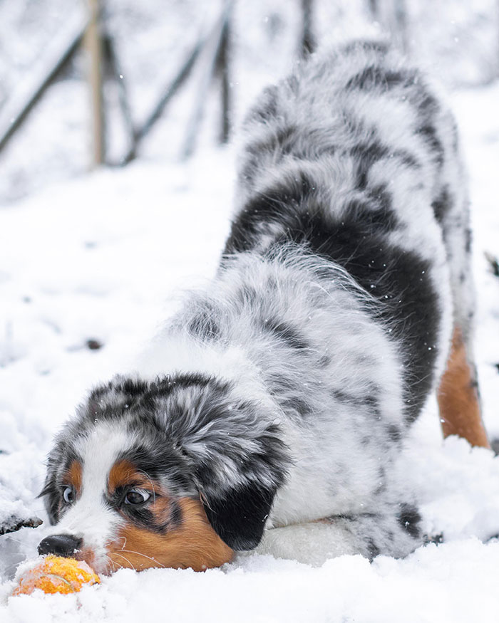 La primera vez que Rhodie ve la nieve 
