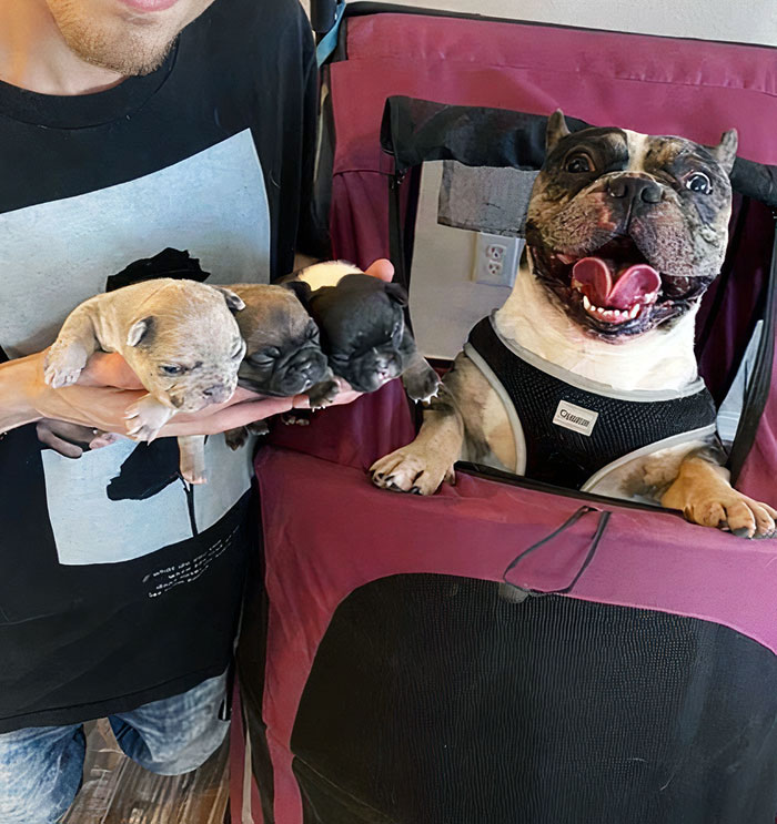 Cuando mi perro Ravioli vio a sus cachorritos por primera vez 