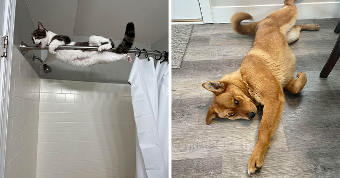 40 Conmovedoras fotos de mascotas que encontraron un nuevo hogar este Febrero