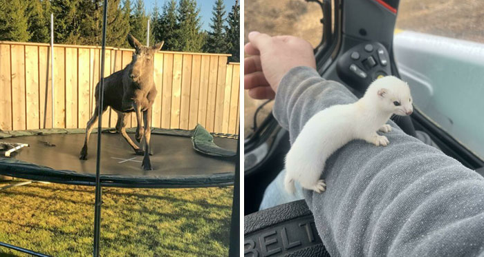 40 Encuentros enternecedores con animales salvajes que dejaron a la gente sorprendida
