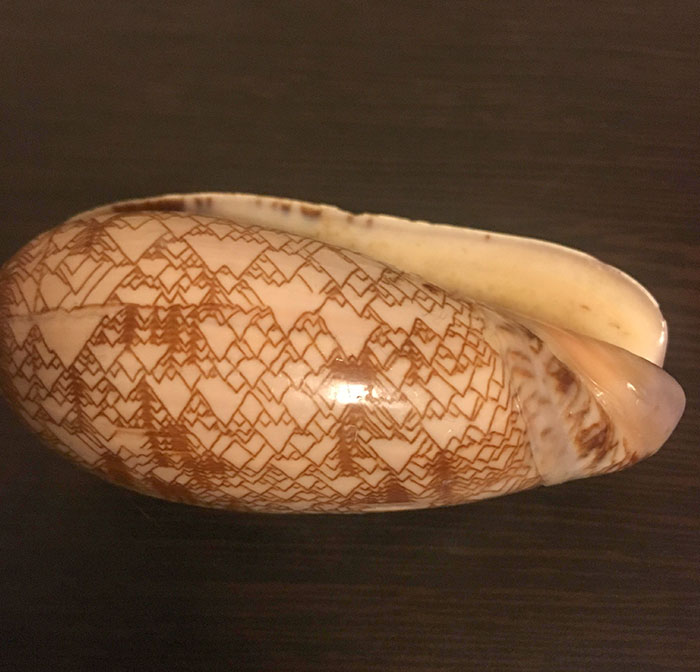 Concha natural en la que parece que alguien ha dibujado una cadena montañosa