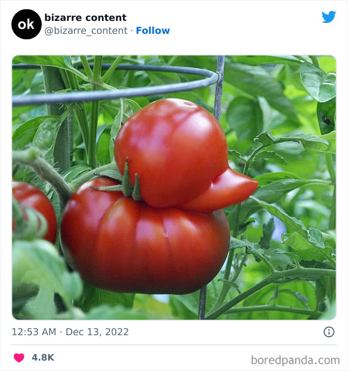 50 Unexplainable Posts From The “Bizarre Content” Twitter Page That Are Guaranteed To Baffle You