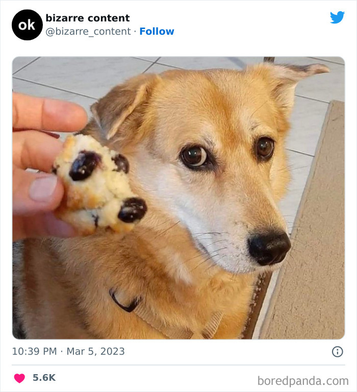 50 Unexplainable Posts From The “Bizarre Content” Twitter Page That Are Guaranteed To Baffle You